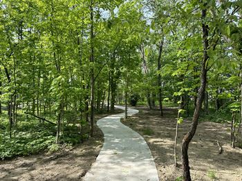 A path in the middle of a forest